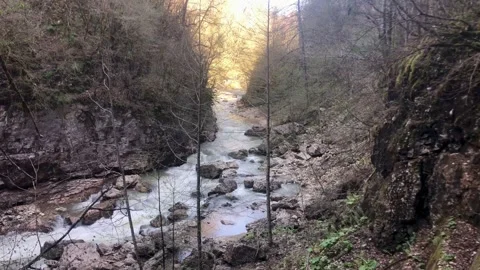 Long shot of a forest river Stock Footage 308110899