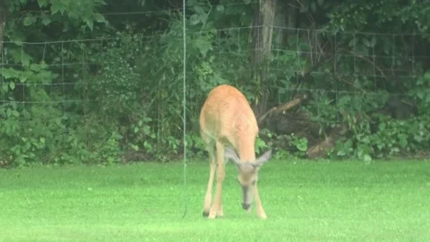 A Long Shot of a Four Point Buck Vidéo 157375005