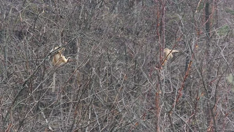 Long Shot  Golden nosed monkey, Climbs a Tree in China Stock Footage 107213350