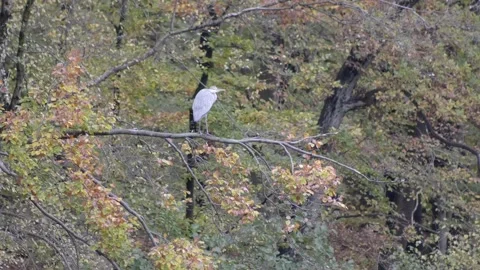 Long shot gray heron on the tree. Autumn season. Video stock 142888468