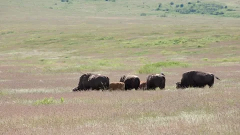 Long shot of a herd of American Bison in Montana, USA. Stock Footage 338105692
