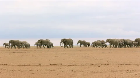 Long shot of a herd of elephants Stock Footage 44804621