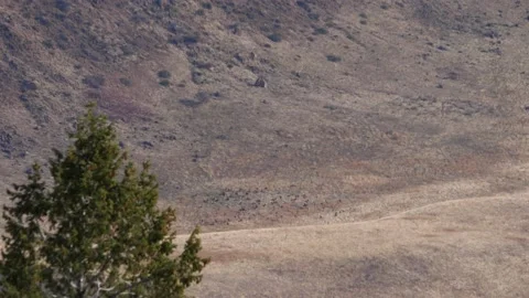 Long shot of a herd of elk lying down next to a big hill late in fall during elk Stock-Footage 234581349