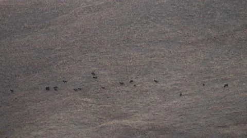 Long shot of a herd of elk moving through dry grass on a steep mountain in late Stockbeeldmateriaal 234580425