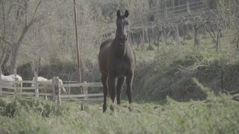 Long shot horse standing outdoors Stock Footage