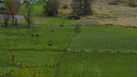 Long Shot of Horses 動画素材 82778020