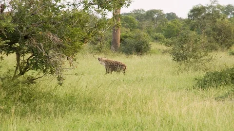 Long shot Hyena 動画素材 104850501