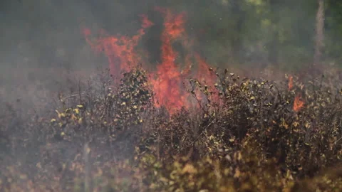 Long Shot of Land Clearing with Fire, Indonesia Stock Footage 142774917
