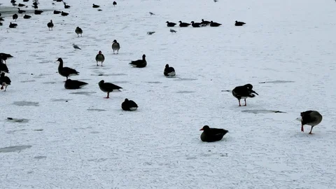 Long shot of a large group of isolated The greater scaup sitting on ice Stock Footage 93219845
