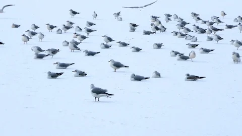 Long shot of a large group of isolated Lesser Black-backed Gulls sitting on ice Stock Footage 93219865