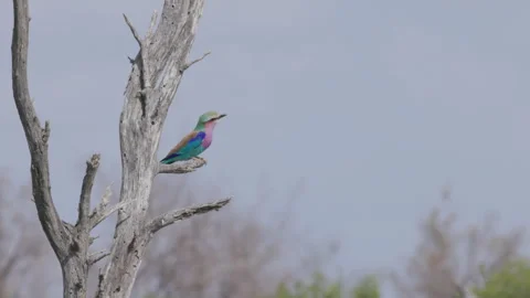 Long shot of a lilac breasted roller perched in a dead tree at kruger Stock Footage 308496872