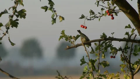 Long shot little bird eats leaves on the branch of a berry plant. 库存影片 139765651