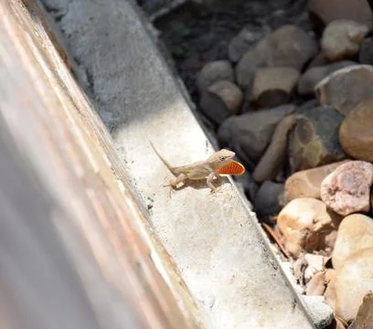 Long shot of a lizard extending its flap 스톡 사진