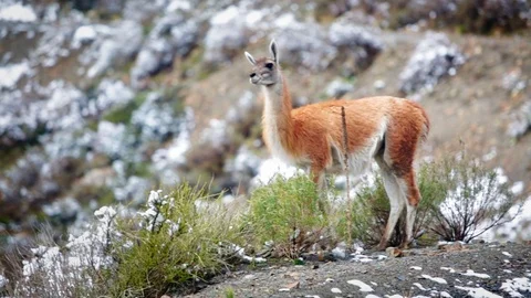 Long shot of a llama on a slope Stock Footage 121892277