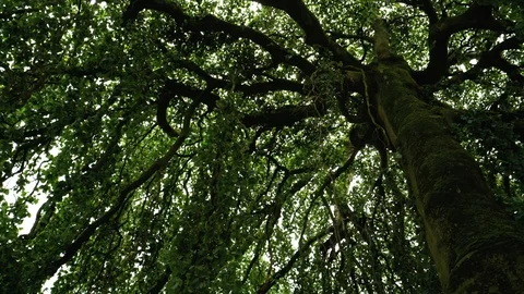 Long shot looking up underneath an old, tall willow tree panning from left Vidéo 97183721