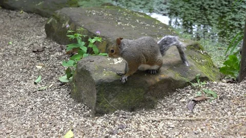 Long Shot of One Cute Squirrel, Close Up, Slow Motion, HD Stock Footage 170434403