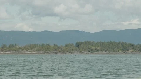 Long shot of orcas Orcinus orca surfacing to breathe displaying dorsal Stock Footage 243901321