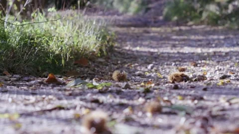 Long Shot: A Path Covered With Chestnuts And Leaves Stock Footage 163716061