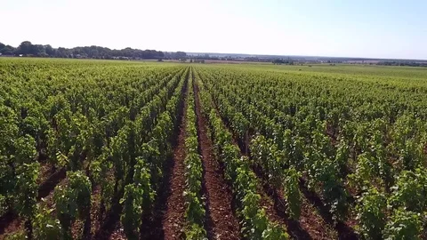 Long shot on rows of vines Stock Footage 74231317
