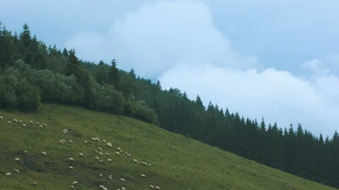 Long shot of sheeps on a hill Stock Footage 94959168
