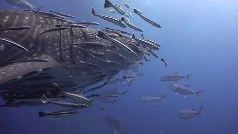 Long shot showing the right side of a whale shark (Rhincodon typus) head, t.. Stock Footage 318645745