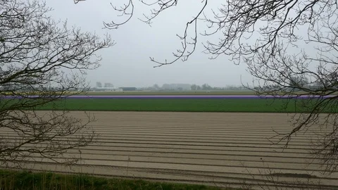 Long shot side view rows of colorful field of Hyacinths flowers in Netherlands Stock Footage 97948748