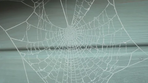 A long shot of a spider web covered in frost Stock Footage 102194432