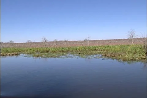 Long shot swamp Stock Footage 921906