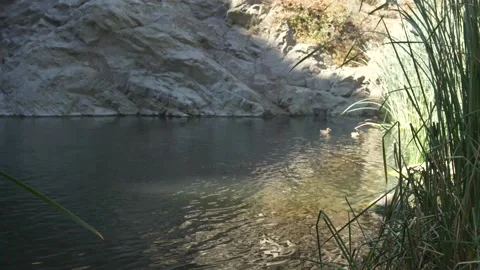 Long shot of Two Ducks Swimming in a Pond Stock Footage 217493600