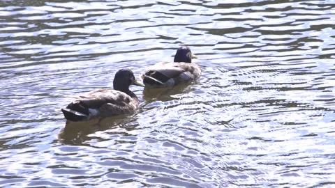 Long shot two ducks swimming on a lake bright summer day 스톡 동영상 280010057