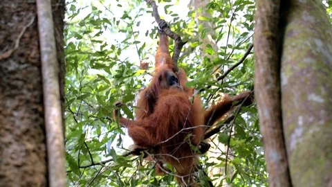 Long shot of two orangutans hugging inbetween two trees in the Sumatran Stock Footage 99060587