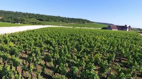 Long shot on vines with a castle at bottom Stock Footage 74467282