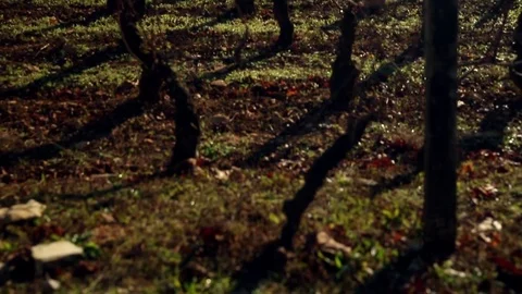 Long shot on vines during winter Stock Footage 74467324