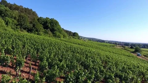 Long shot on vines with a front tracking shot Stock Footage 74467267