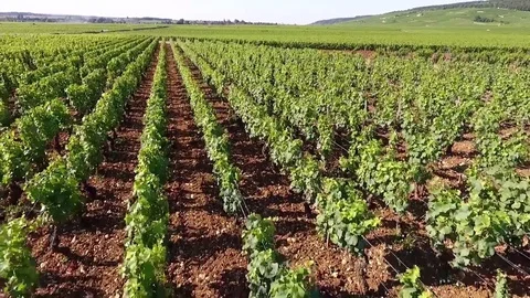 Long shot on vines with a small town in background Stock Footage 74467329