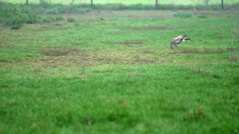 Long shot White hawk intent on eating small worm. Video stock 147123822