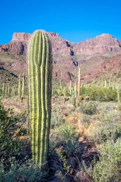 A long slender Saguaro Cactus in Apache Junction, Arizona Stock Photos