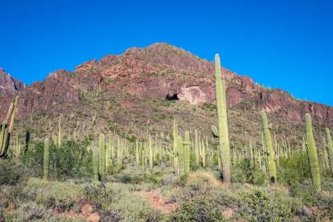 A long slender Saguaro Cactus in Apache Junction, Arizona Stock Photos