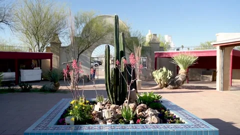 A long slender Saguaro Cactus in Tucson, Arizona Stock Footage 209735657