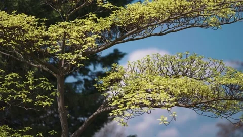 Long slender tree branches covered in fresh green spring leaves. Slow Video stock 250307457