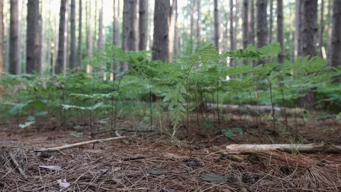 Long slider shot on the floor of the forest with ferns Stock-Footage 88048024