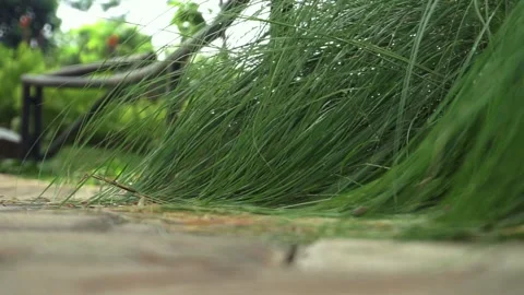 Long, sloping green grass blowing in the wind Stock Footage 268239908