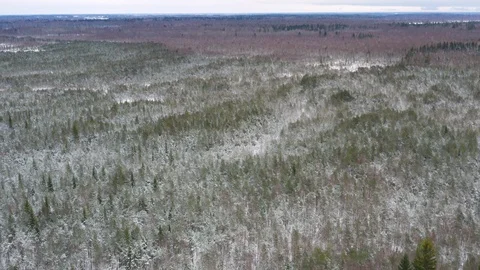 Long slow aerial over an endless winter forest Stock Footage 101137691