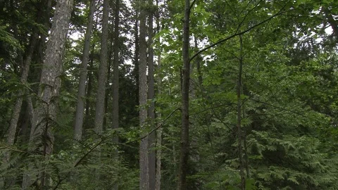 Long slow pan of forest from a low angle Stock Footage 75277536