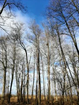 Long small trees Stock Photos