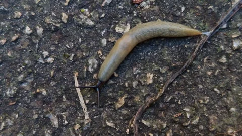 A long snail crawls without a shell Stock Footage 318980716