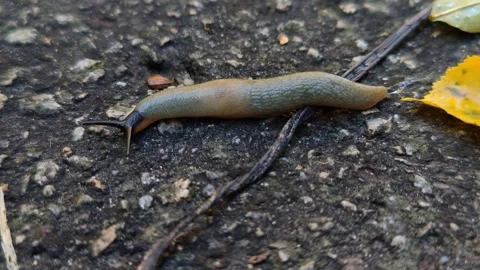 A long snail without a shell crawls on the ground Stock Footage 318980675