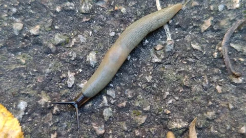 A long snail without a shell Stock Footage 318980673