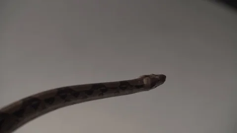 Long snake head. Studio shot in super slow motion Stock Footage 101865883