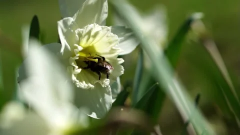 Long-snouted bumblebee in the flower of a white daffodil Video stock 188313339